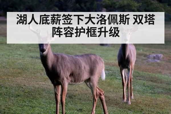 湖人底薪签下大洛佩斯 双塔阵容护框升级